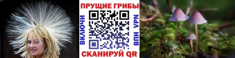 Галлюциногенные грибы Psilocybine cubensis  дарнет шоп  Россошь 